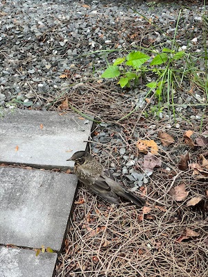 Mind that bird, learn how to help an injured bird in your backyard.
