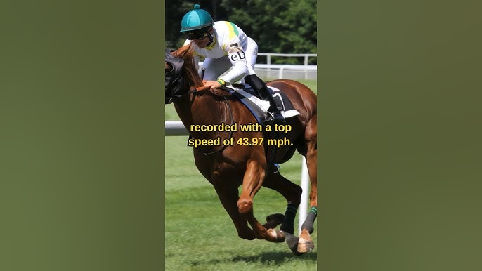 How to Bet on Winning Brew Horse: Expert Advice for Selecting a Winning Brew Horse