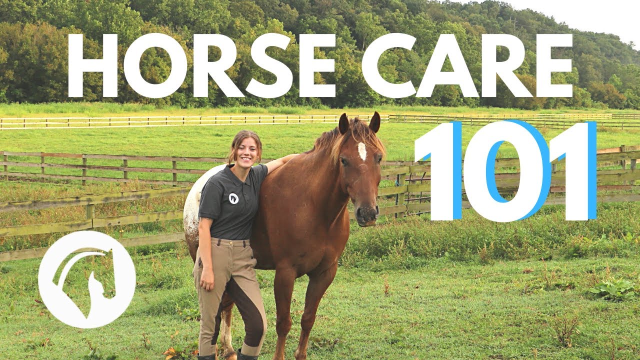 How to care for an Arazi Horse? Expert tips on caring for and maintaining your horse.