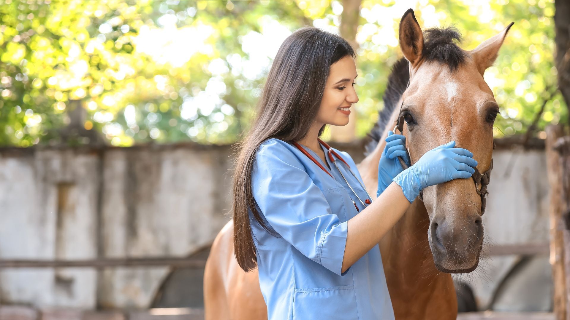 Top Tips to Boost Your Equestrian Vet Salary Now!