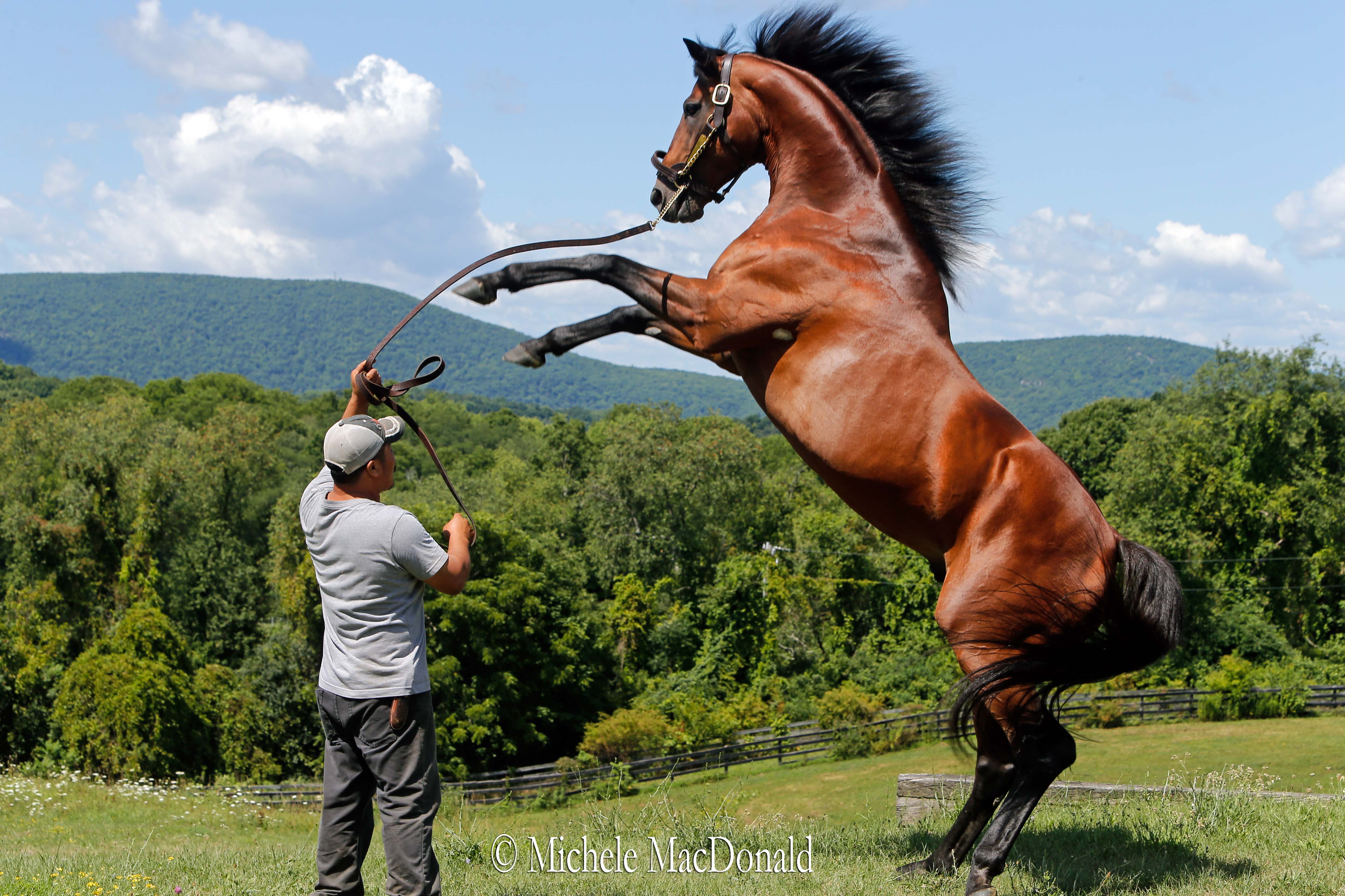 Big Brown Race Horse: Why is He So Famous?