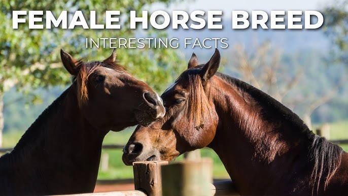What is a lady horse? Discover the fascinating world of female equines and their unique characteristics.