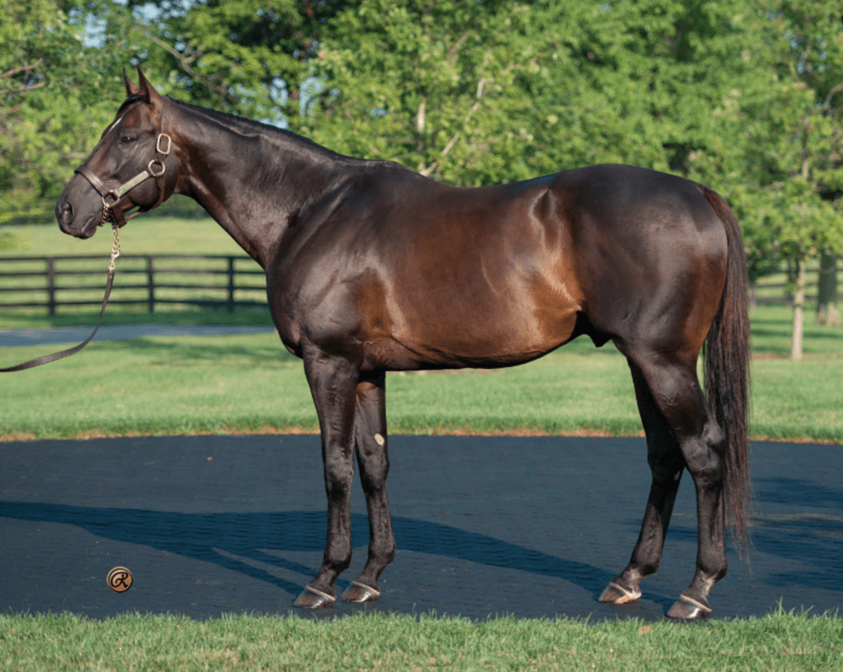 Pioneer of the Nile Stud Fee: How Much to Breed with This Champions Line?