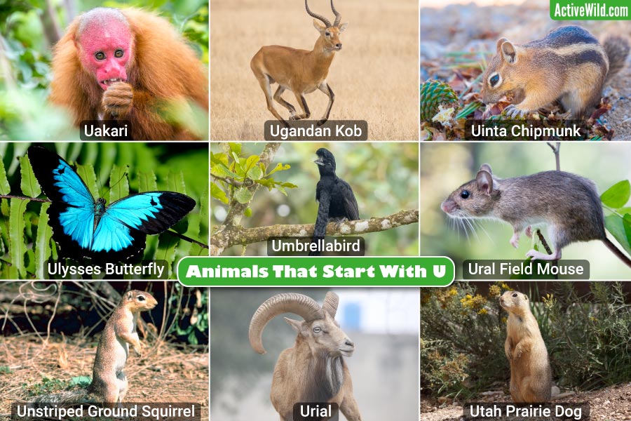 Discover Animal Por La U (Everything You Should Know)