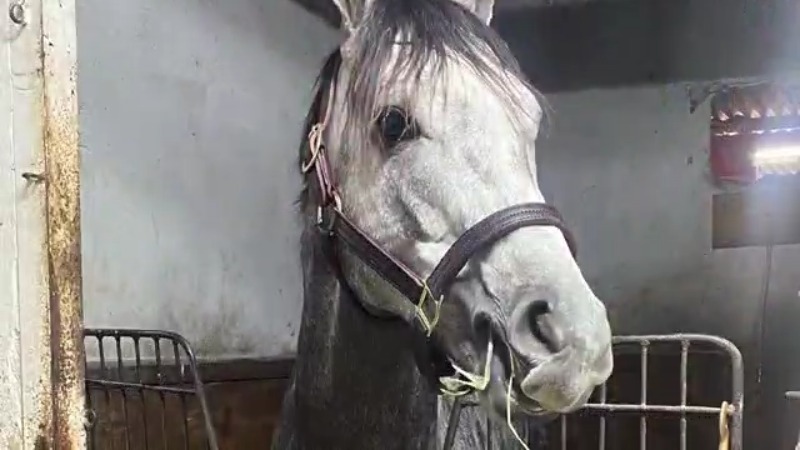 All About West Saratoga Horse Colorado Your Guide to This Amazing Horse