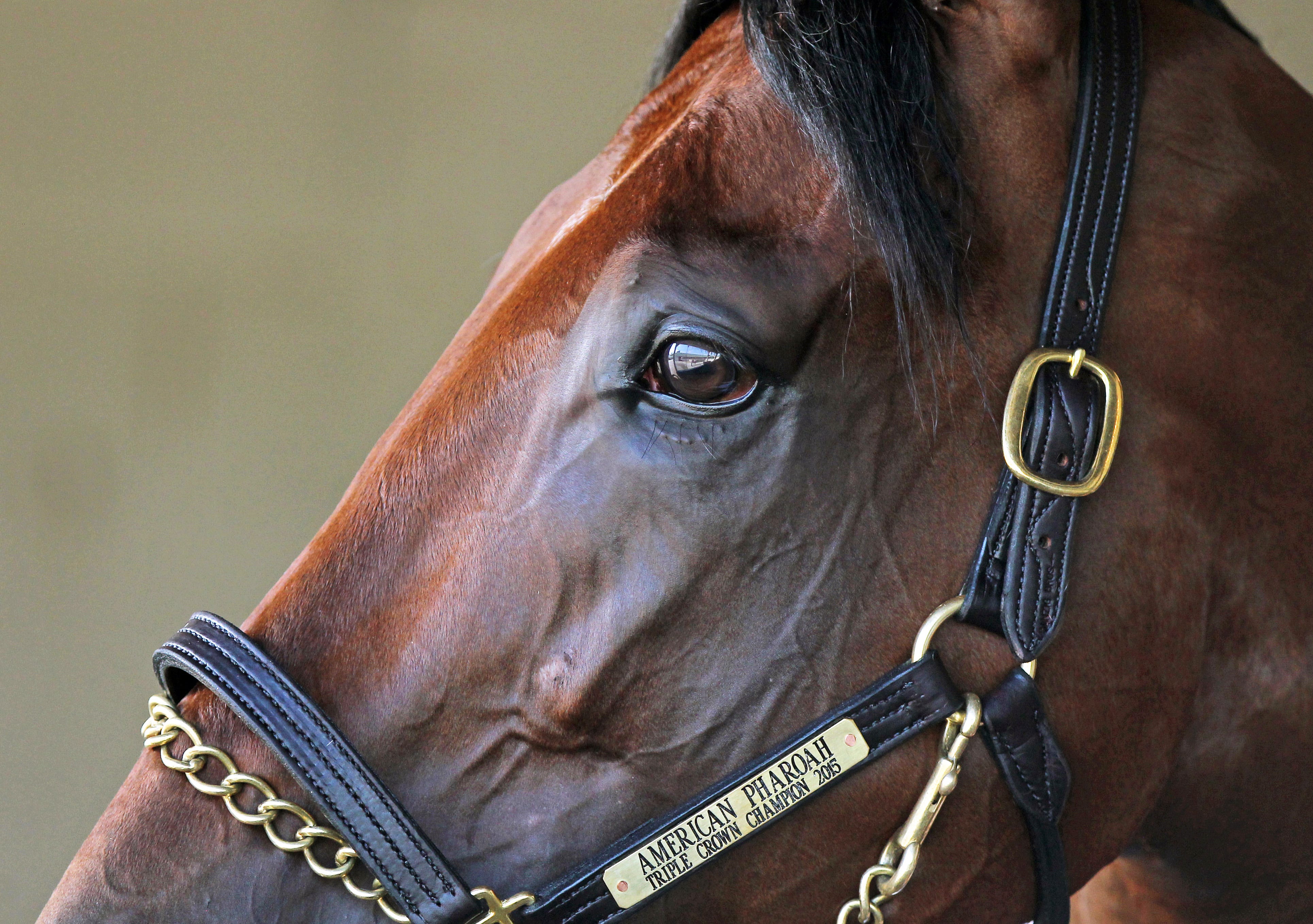 Pioneer of the Nile Stud Fee: How Much to Breed with This Champions Line?