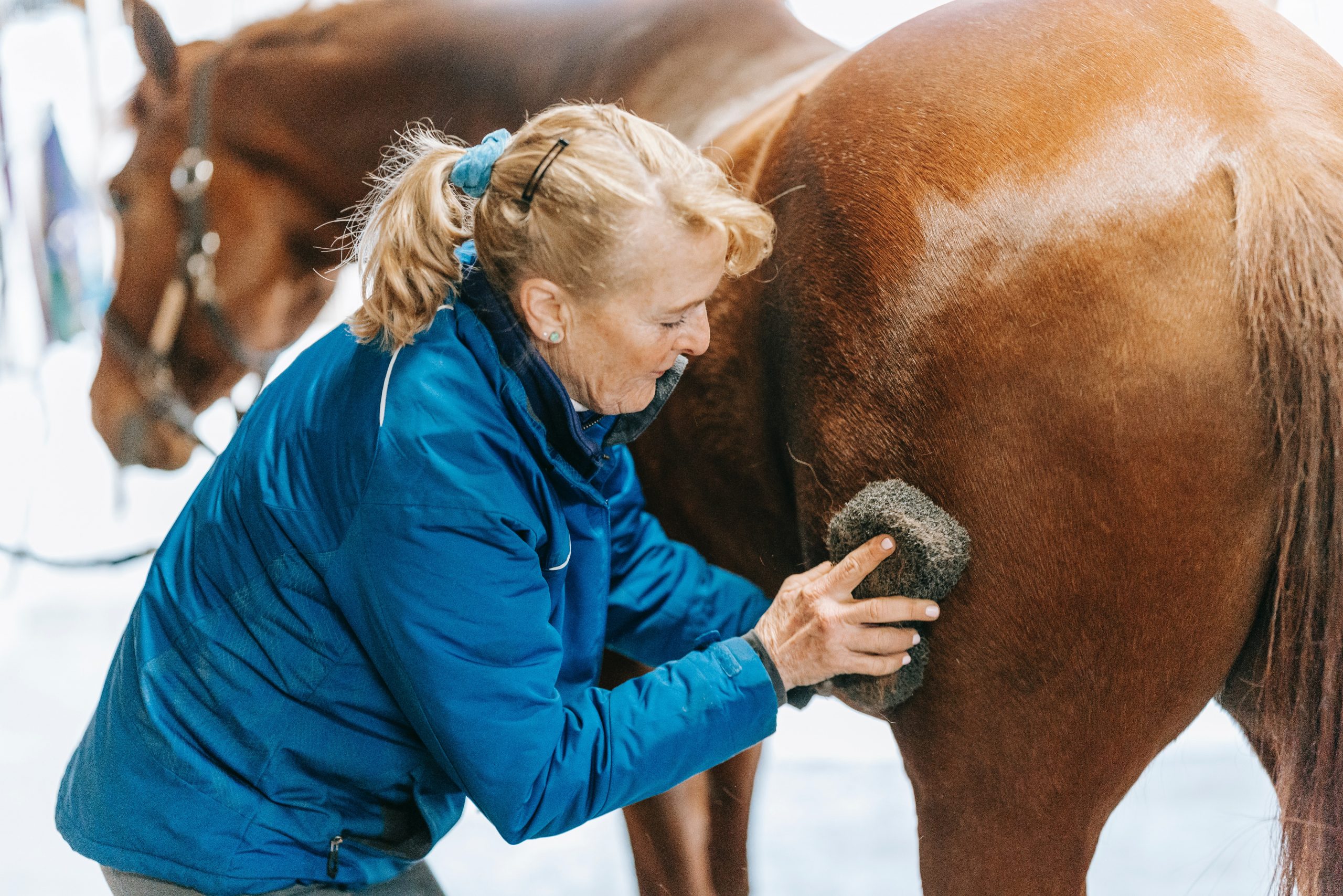 How to care for an Arazi Horse? Expert tips on caring for and maintaining your horse.