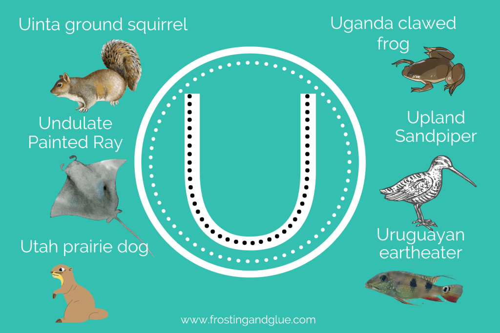 Discover Animal Por La U (Everything You Should Know)