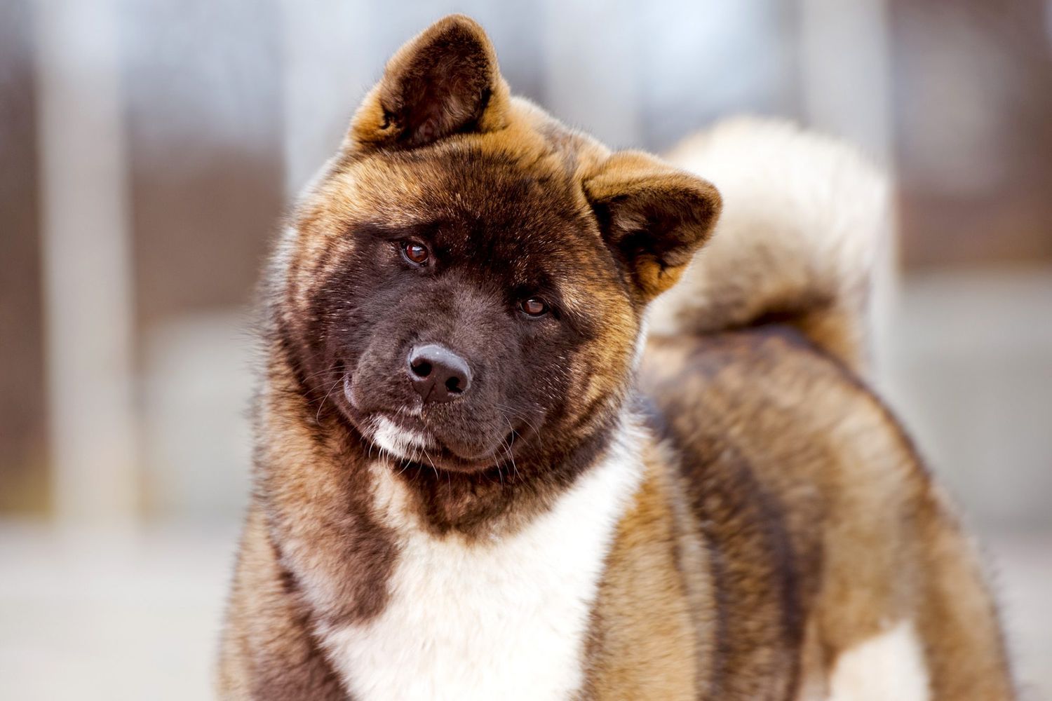 Choosing an Asian Breed: What You Need to Know First