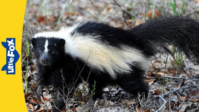 Baby Fox or Skunk: How to Tell Them Apart? Easy Guide for Beginners!
