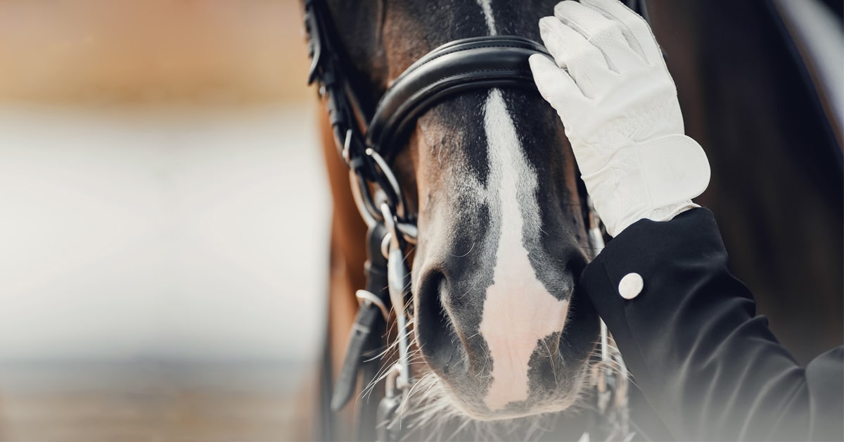 Need a Piston Horse? Heres How to Pick the Right One!