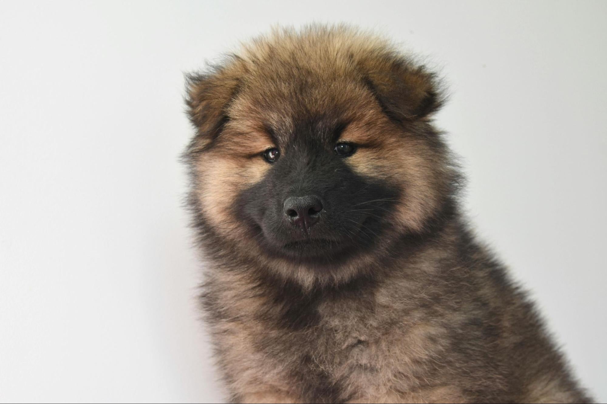 Choosing an Asian Breed: What You Need to Know First