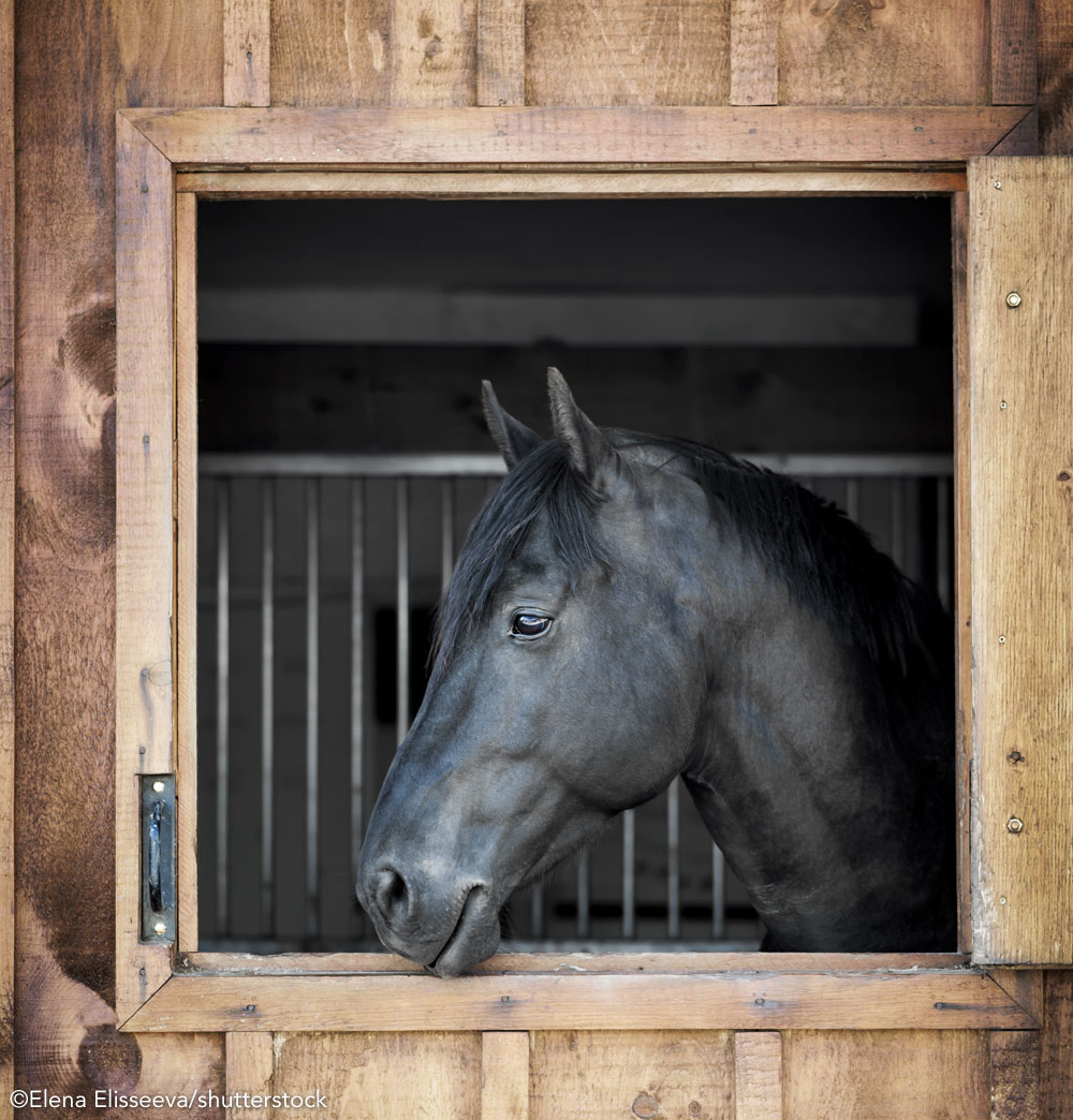 How Much Does a Society Horse Cost? Budgeting for Your Dream Society Horse