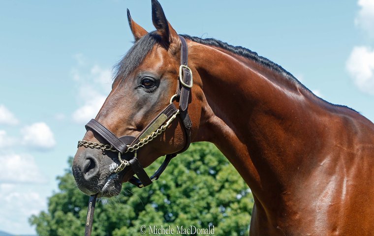 Big Brown Race Horse: Why is He So Famous?