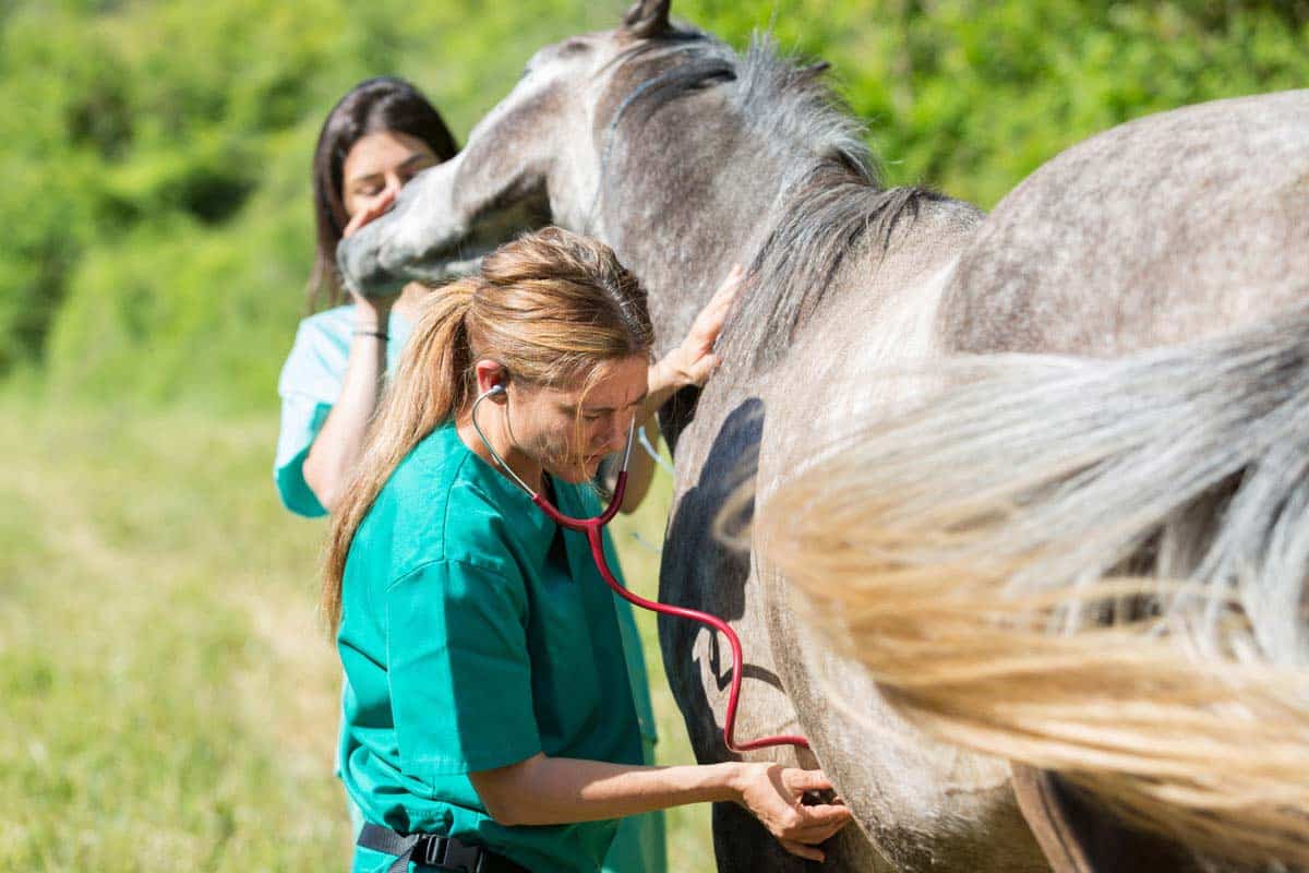 Veterinarian for Horses Salary: What to Expect and Factors That Influence Pay