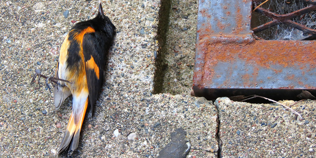 Mind that bird, learn how to help an injured bird in your backyard.