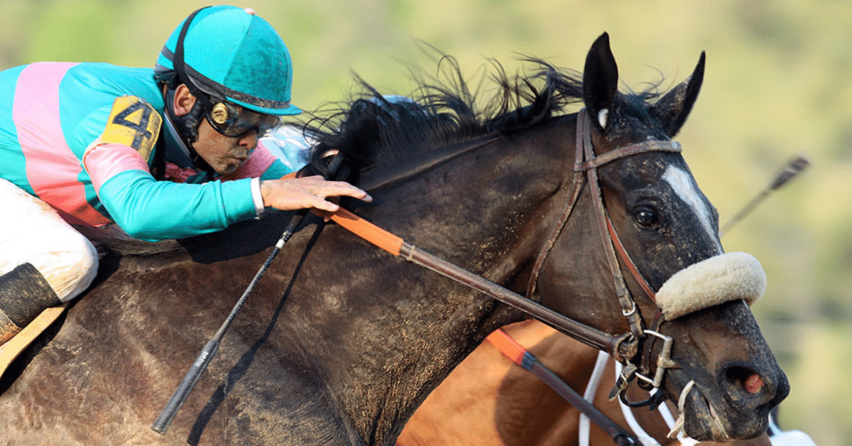 The best thoroughbred racehorse lookup: Search by name, year, and more