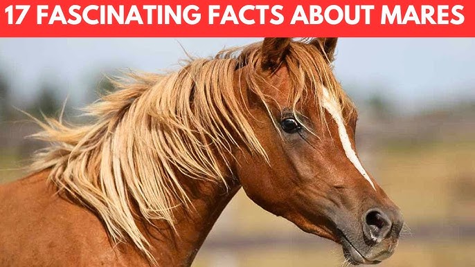 What is a lady horse? Discover the fascinating world of female equines and their unique characteristics.