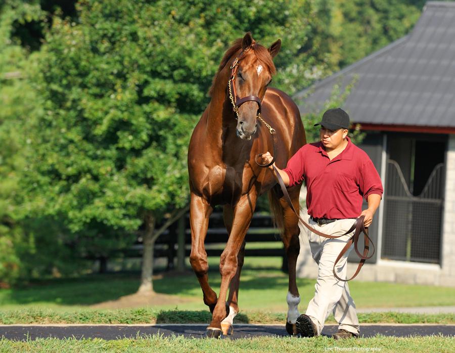 Why eskendereya is a legend (Learn the story and success of this amazing horse)