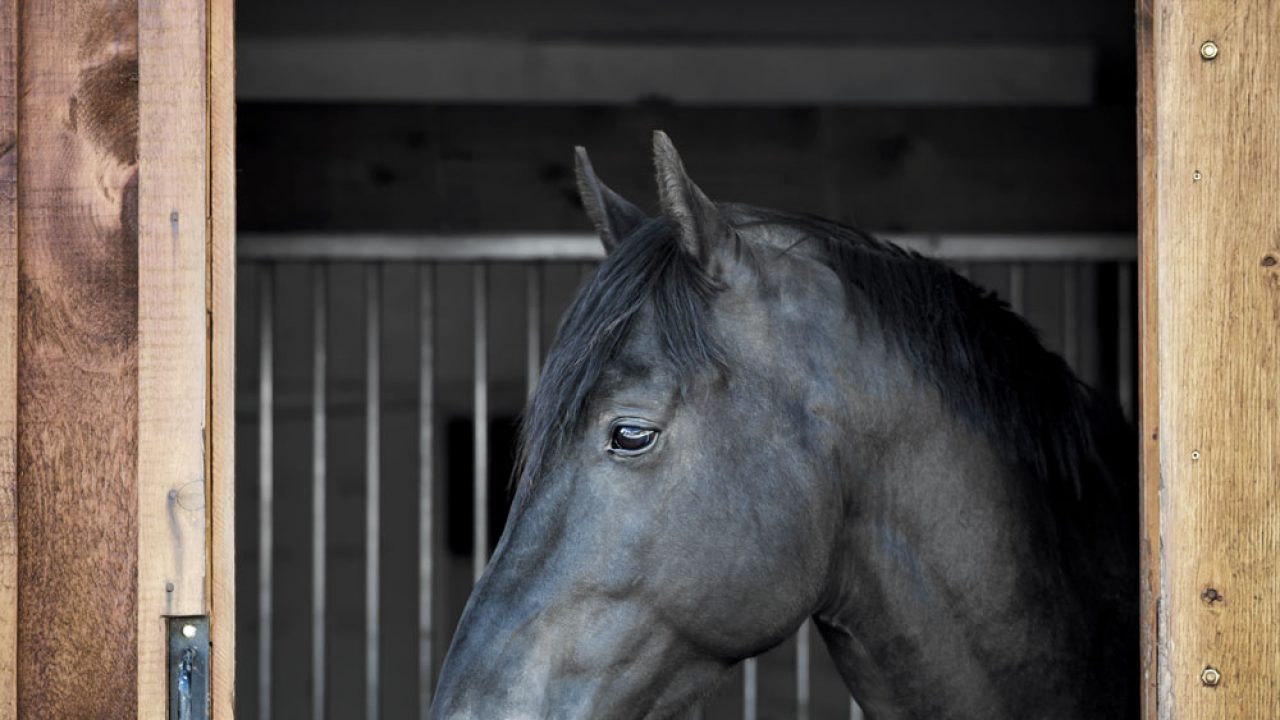 How Much Does a Society Horse Cost? Budgeting for Your Dream Society Horse