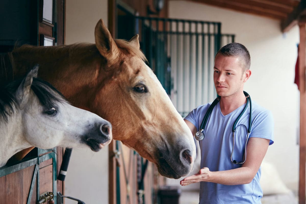 Veterinarian for Horses Salary: What to Expect and Factors That Influence Pay