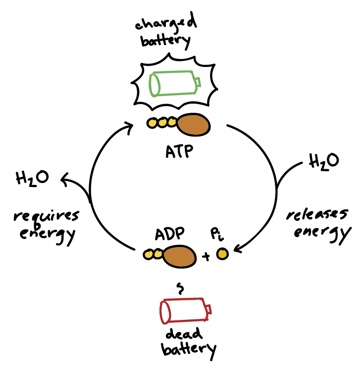 How to Convert ATP to PNGs Easily? Quick Guide for Beginners