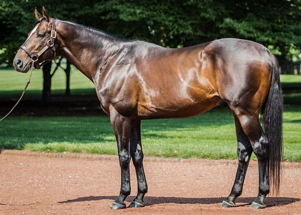 Pioneer of the Nile Stud Fee: How Much to Breed with This Champions Line?