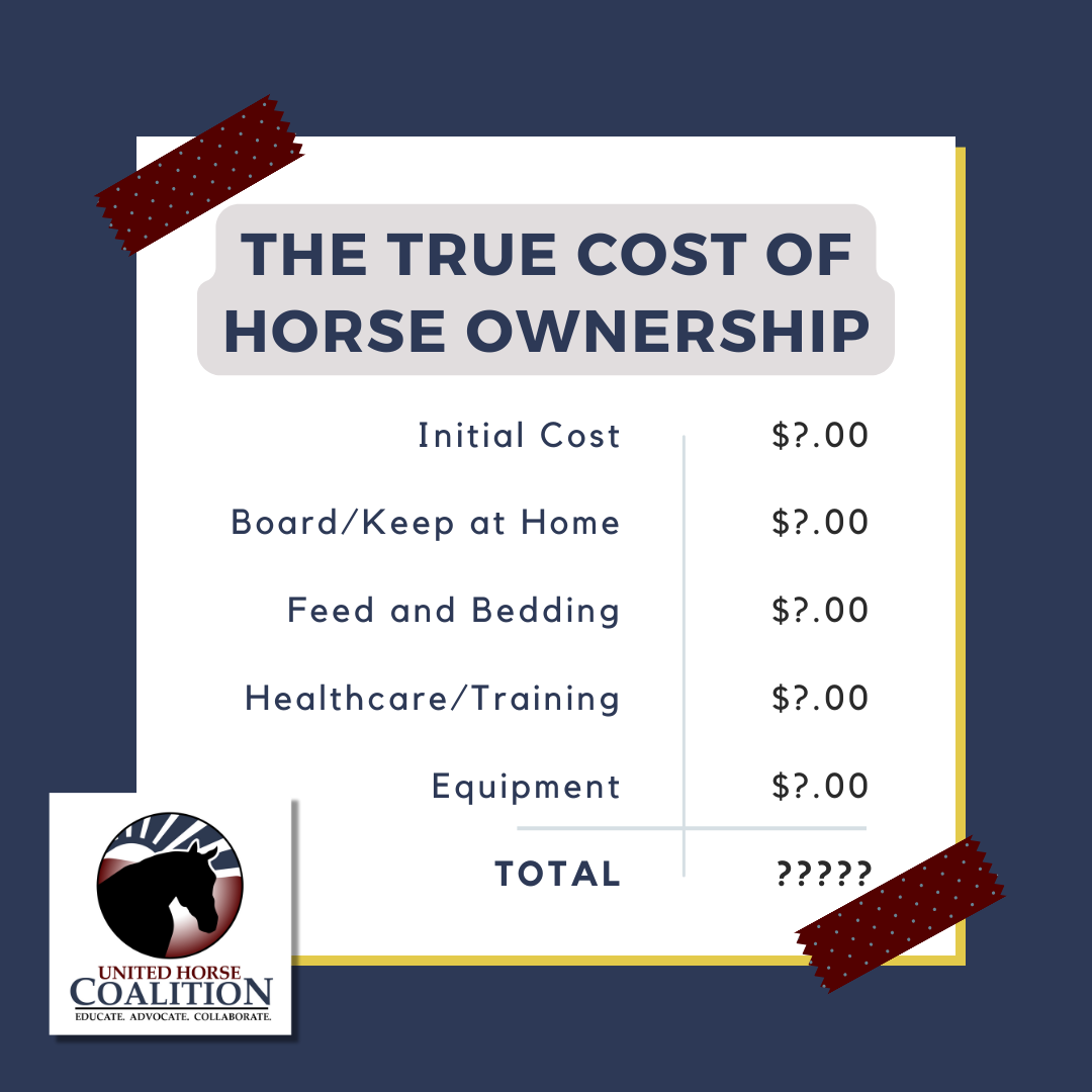 How Much Does a Society Horse Cost? Budgeting for Your Dream Society Horse