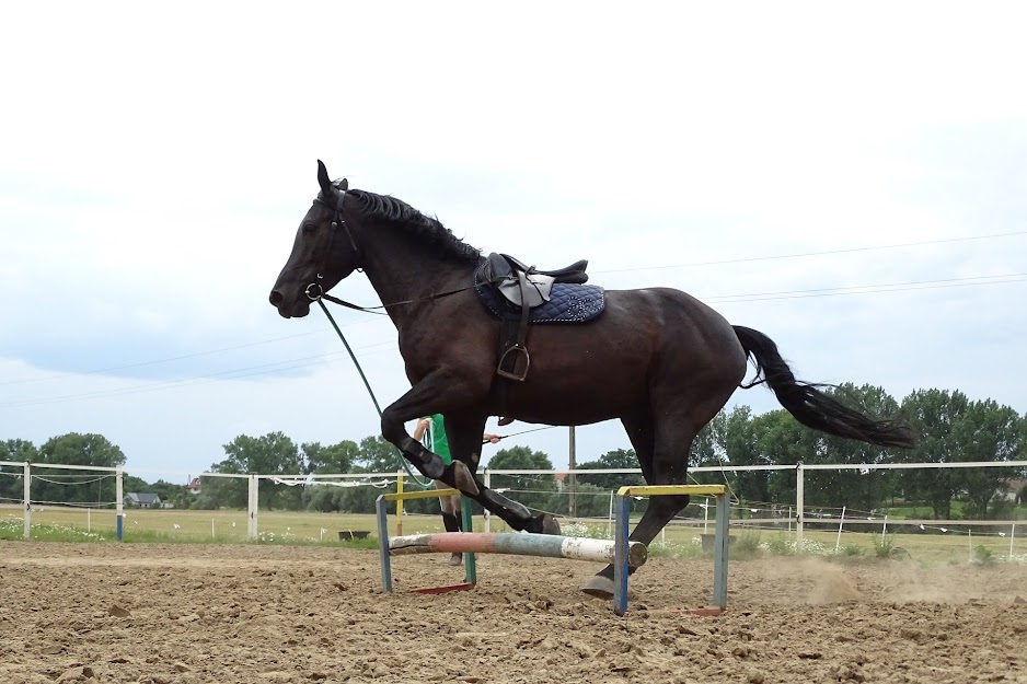 How to get a buff horse: Follow these simple steps for a stronger horse!