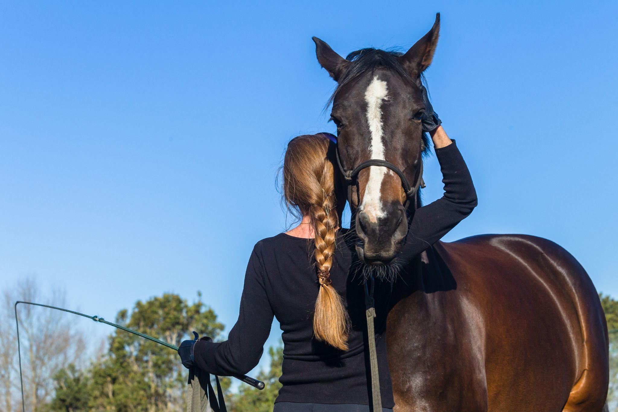 vahva horse training methods for different disciplines find the right approach for your goals now
