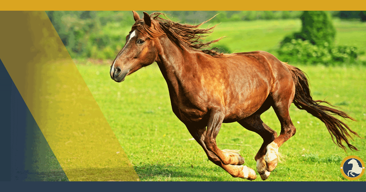 Running Horse for Speed: Secrets from Expert Trainers!