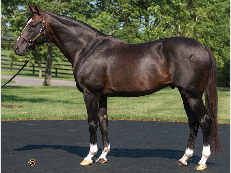 Tiznow Horse: Learn About the Bloodlines and Pedigree of a Champion!