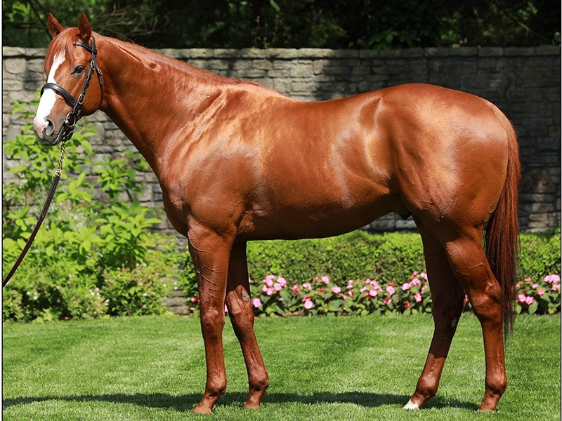 Tips to justify stud fee: Make your stallion more appealing.