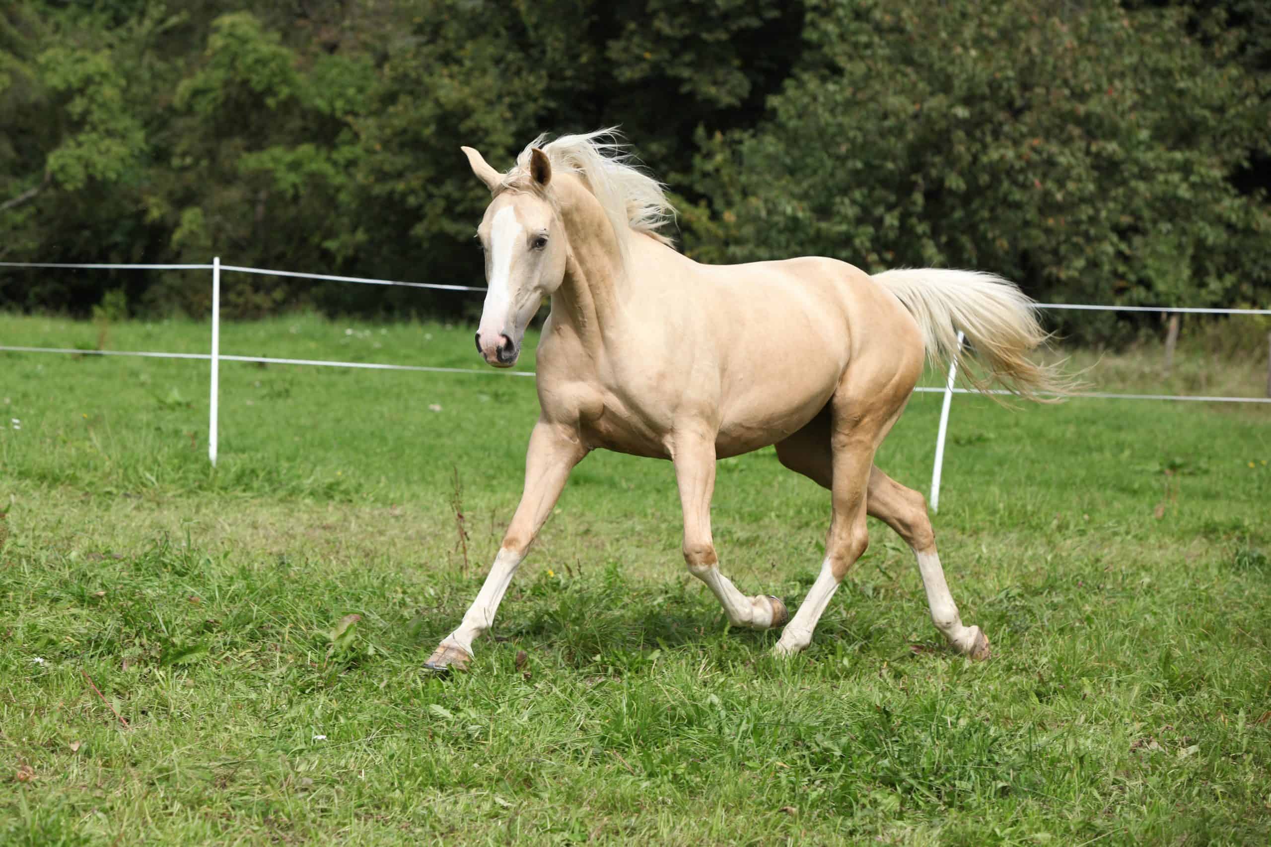 All About the White Palomino Horse: Learn Interesting Facts About This Unique Horse.