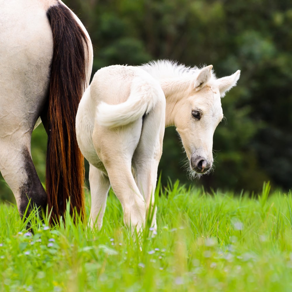 Broodmare Management: Simple Steps for Successful Foaling!