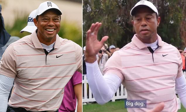 Big Dog Tiger Woods: Is He Still Playing Golf?