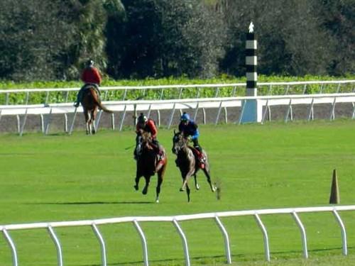 Palm Meadows Thoroughbred Training Center: Is It Worth It for Your Horse?