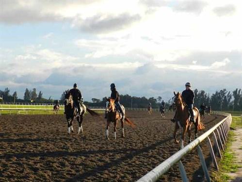 Palm Meadows Thoroughbred Training Center: Is It Worth It for Your Horse?