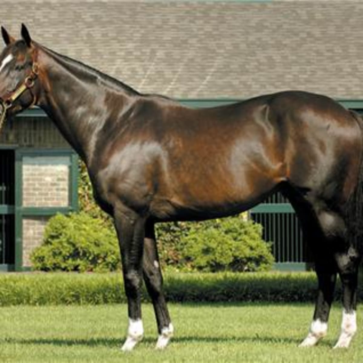 Tiznow Horse: Learn About the Bloodlines and Pedigree of a Champion!