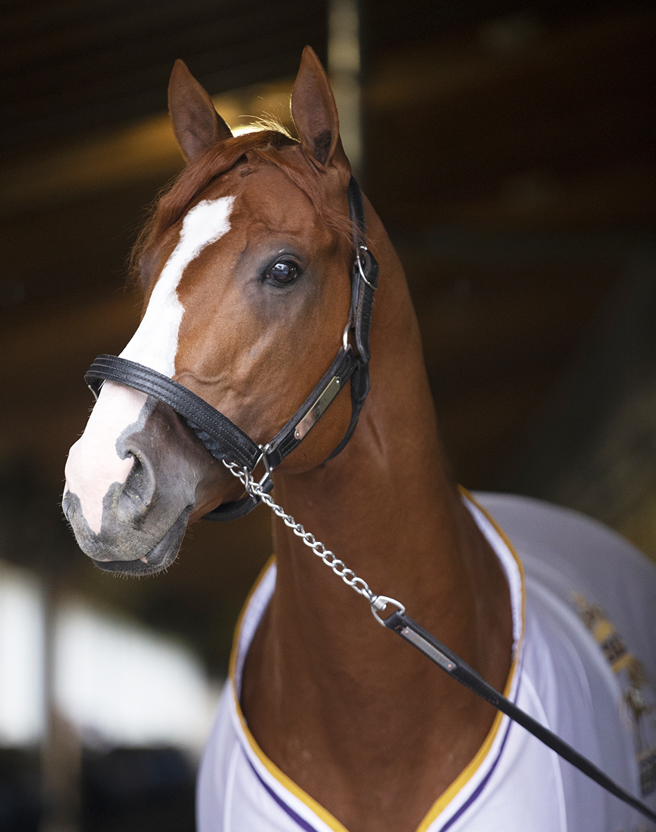 Tips to justify stud fee: Make your stallion more appealing.