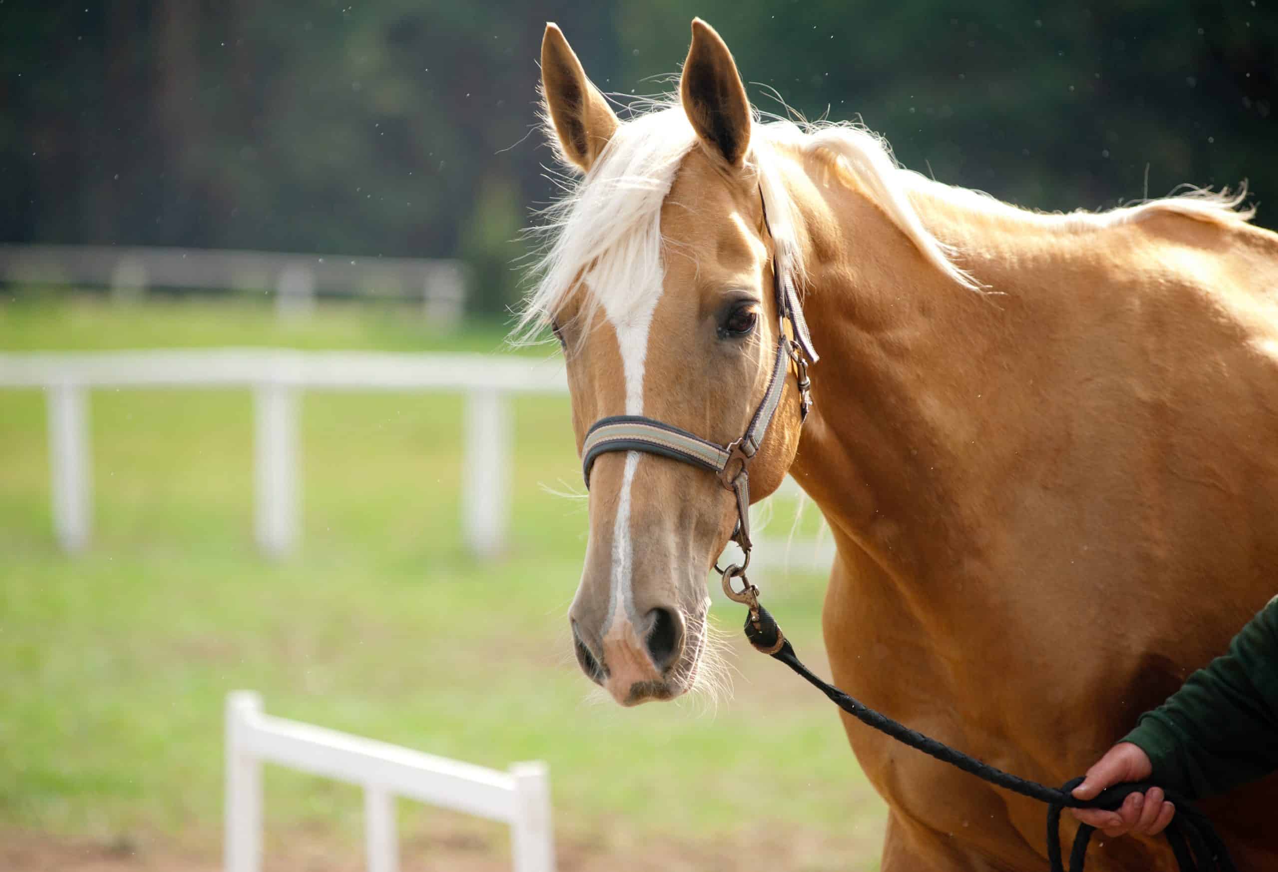 All About the White Palomino Horse: Learn Interesting Facts About This Unique Horse.