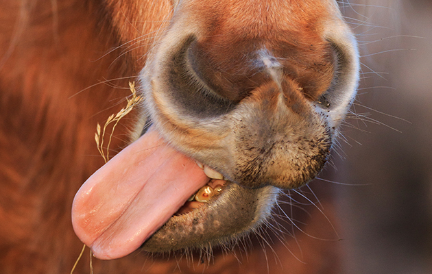 Horse Tongue: Whats It Like? A Simple Guide to Understanding This Unique Feature of Horses!