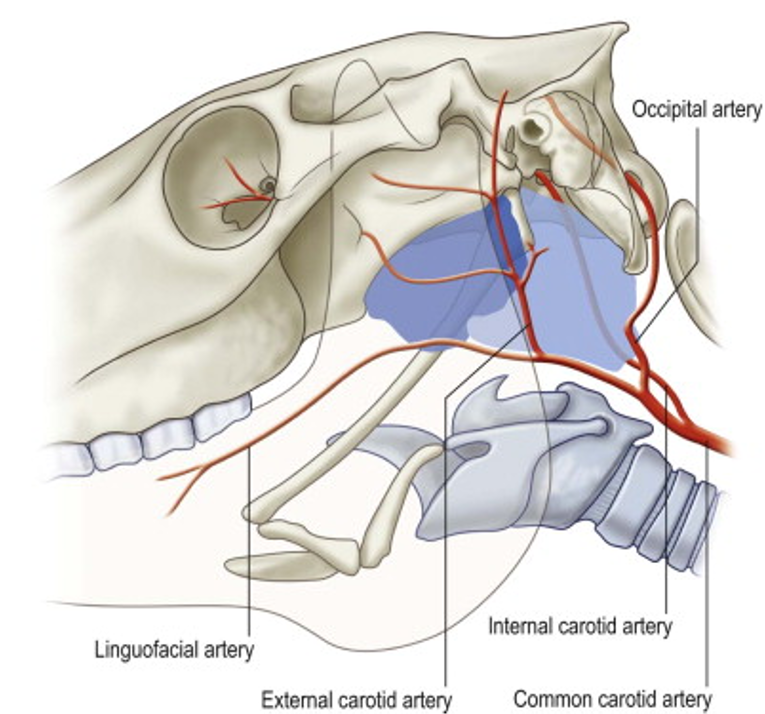 Blood Supply to Horse Ears: How It Works and Why Its Important