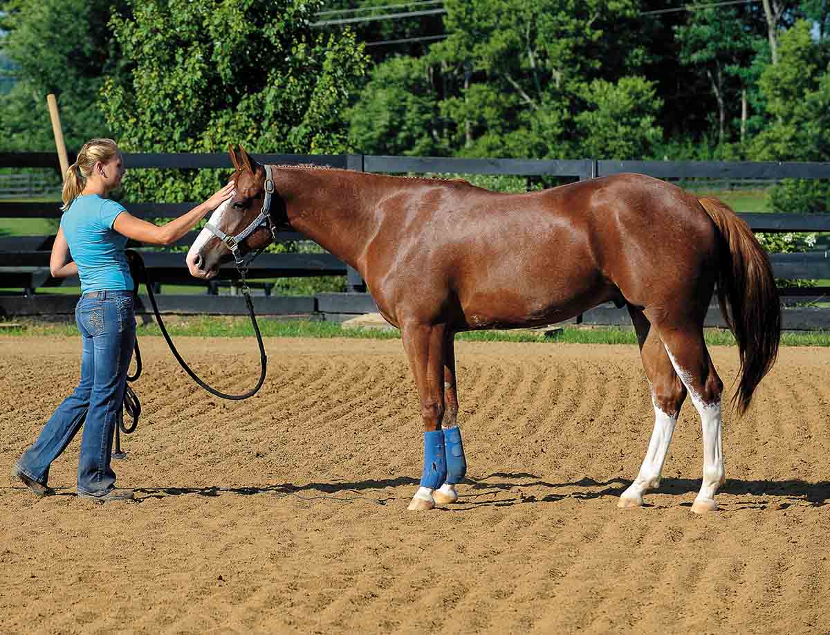 Looking for Reliable Horse Trainers? Start Here!