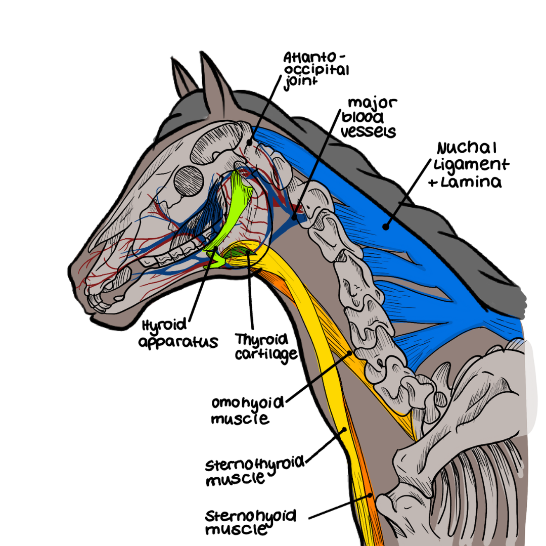 Blood Supply to Horse Ears: How It Works and Why Its Important