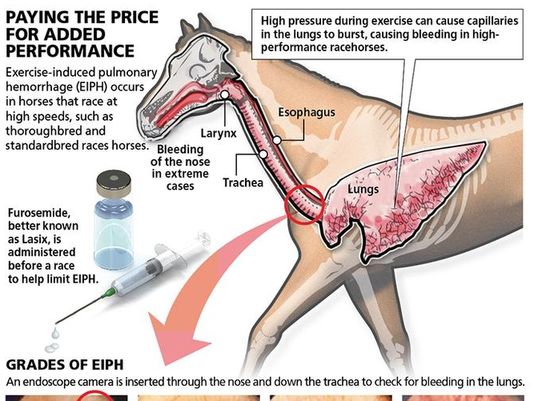 Lasix and Equine Performance: The Facts You Need to Know!