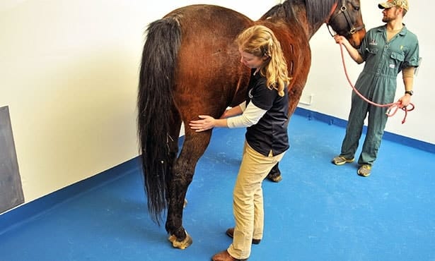 Using Winstrol for Horses? (A Complete Guide for Horse Owners)