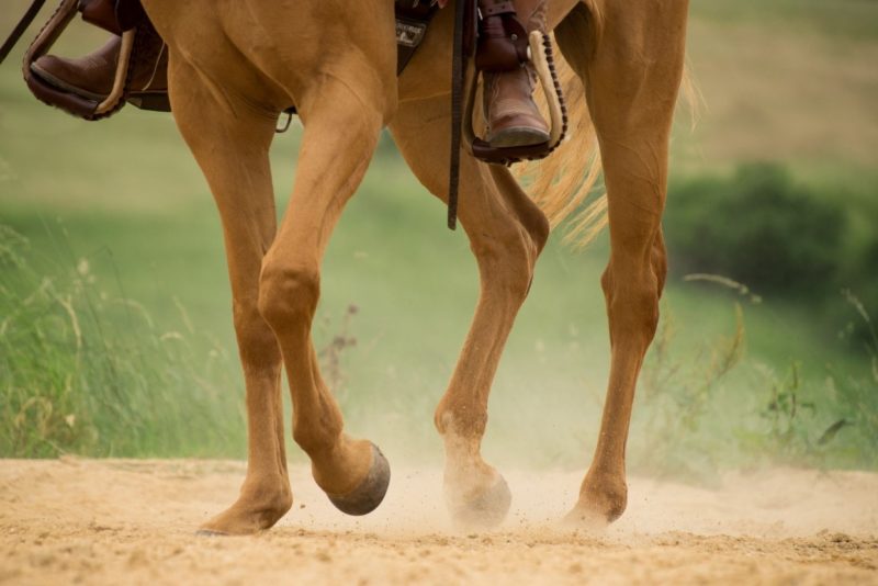 Bucked Shins in Horses: What Causes It (Simple Guide)