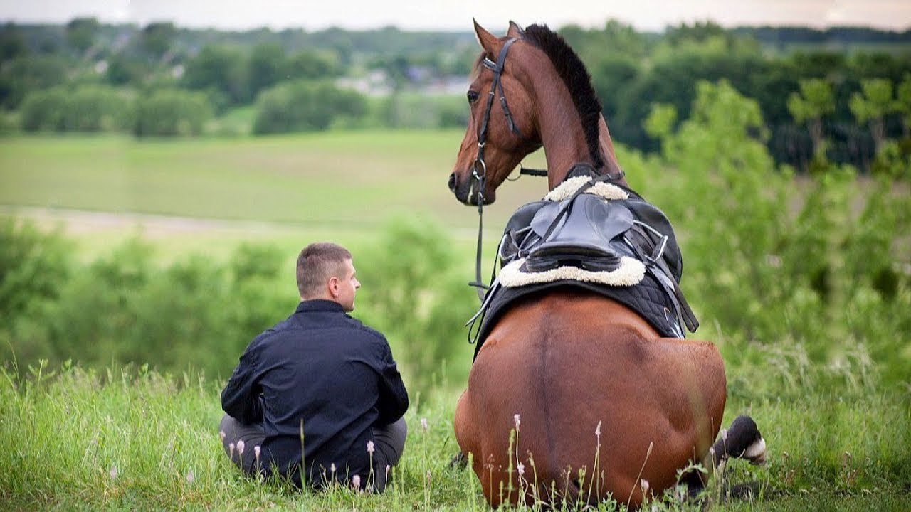 See Horse Video: Cute and Funny Horse Moments Youll Love!
