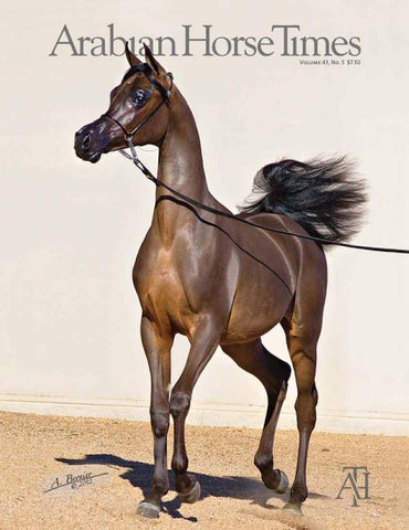 Picture Perfect: The Allure of the Tuscan Sky Horse Breed.